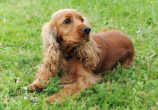 Cocker Spaniel price in india by shubh kennel